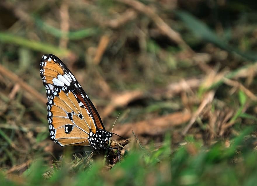 papillon monarque, papillon, insecte, insecte ailé, ailes de papillon, faune, la nature, fermer