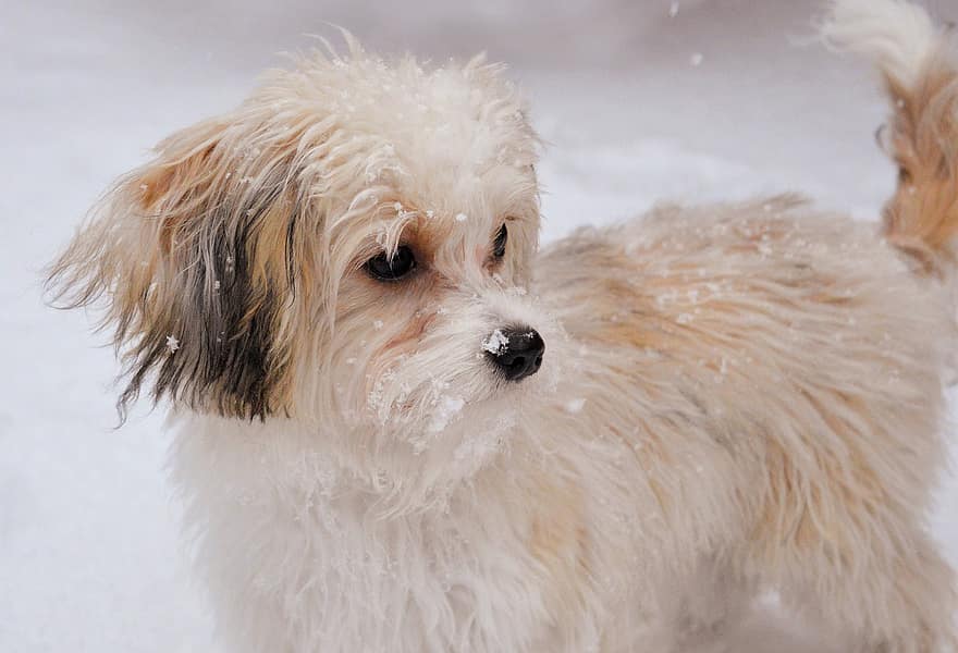куче, домашен любимец, сняг, играя, козина, животно, домашно куче, кучешки, бозайник, закачлив, сладък