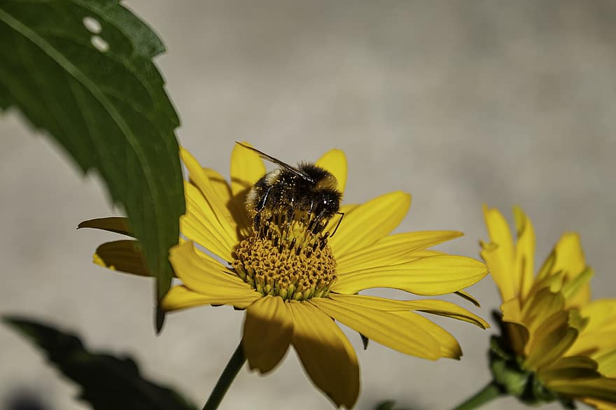 bite, kukaiņi, apputeksnēt, apputeksnēšana, zieds, spārnotais kukainis, spārni, raksturs, hymenoptera, entomoloģija, makro