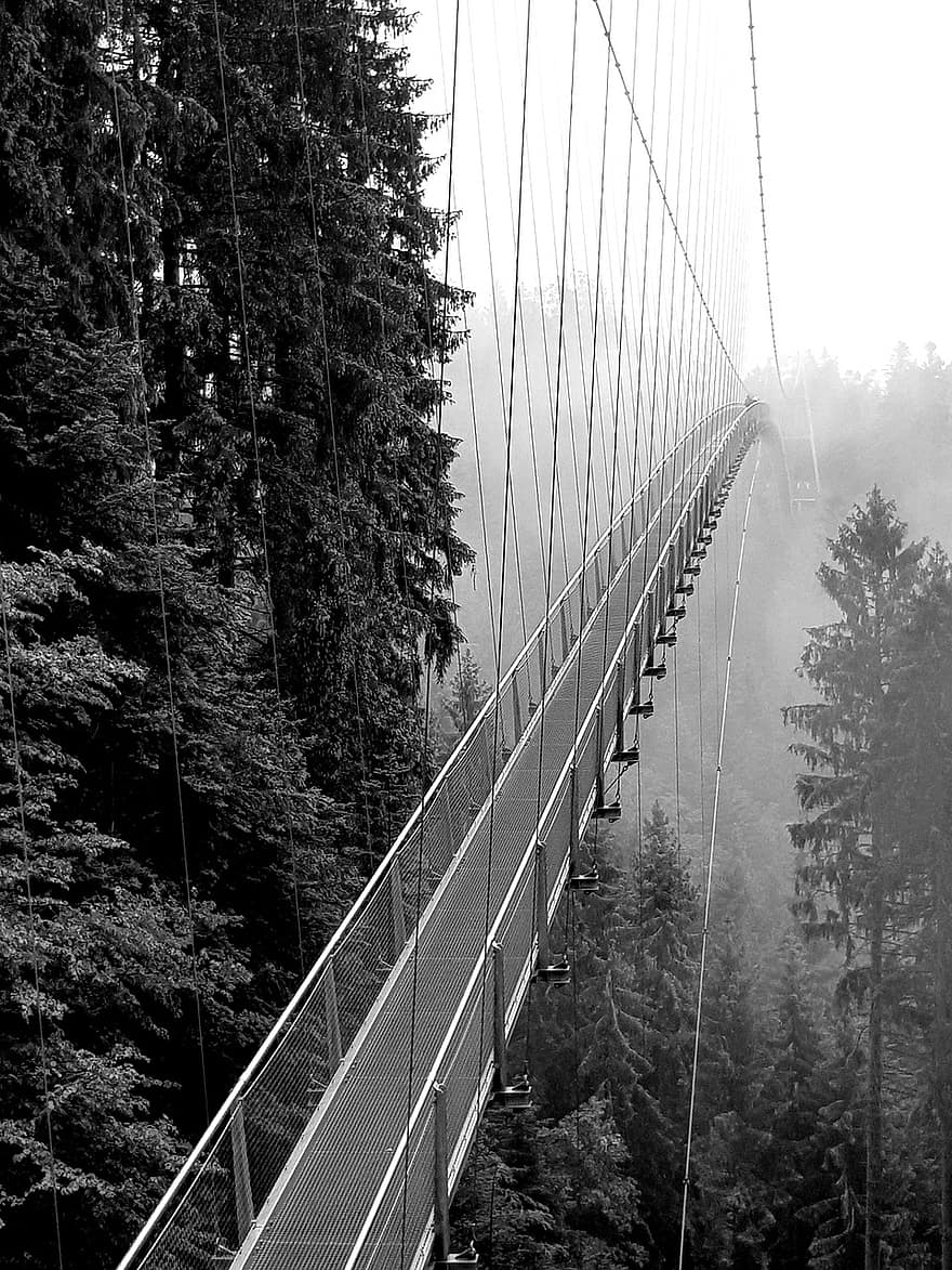 jembatan, kabut, alam, hutan, di luar rumah