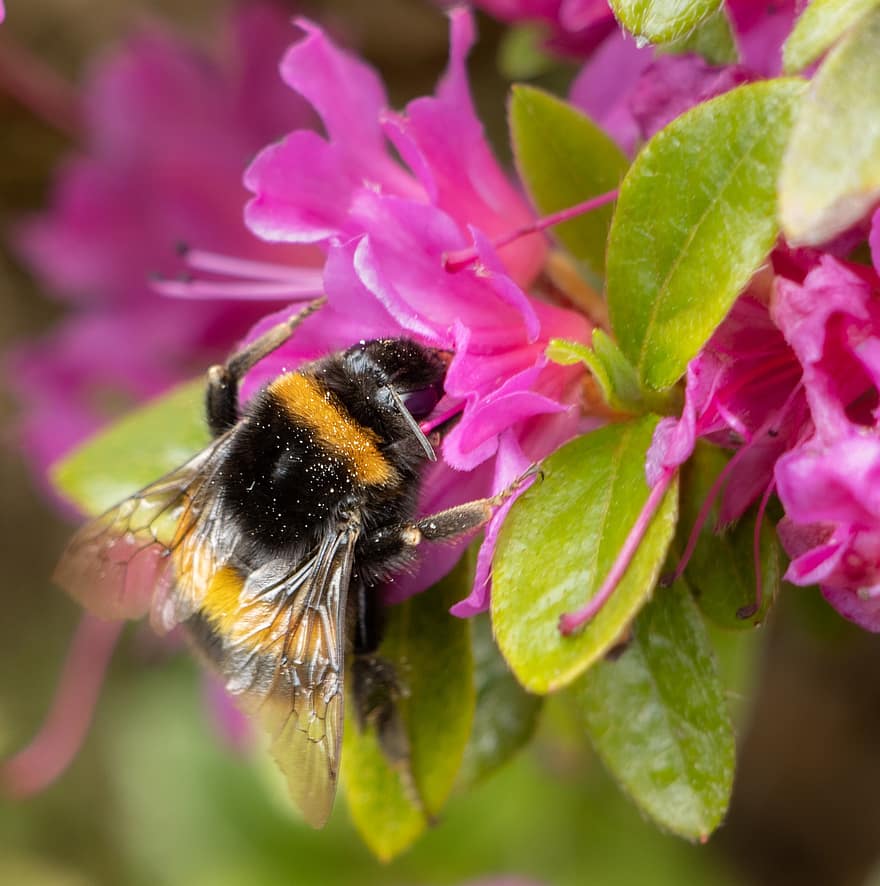albină, insectă, poleniza, polenizare, flori, insectă înțepată, aripi, natură, hymenoptera, entomologie, macro