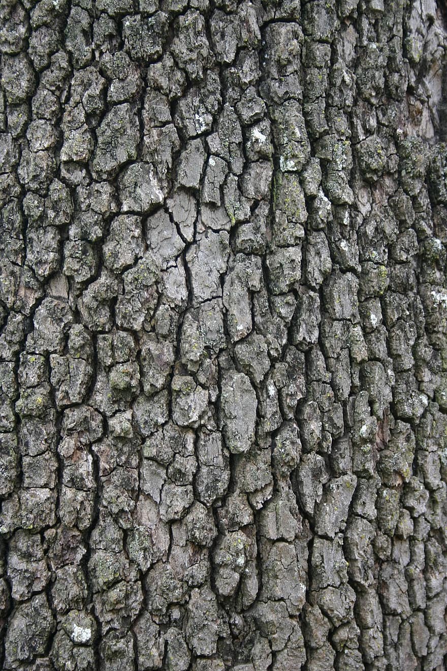 Batang Pohon Sycamore, kulit pohon, pohon, tekstur, alam, latar belakang, merapatkan, kayu, pola, batang pohon, hutan