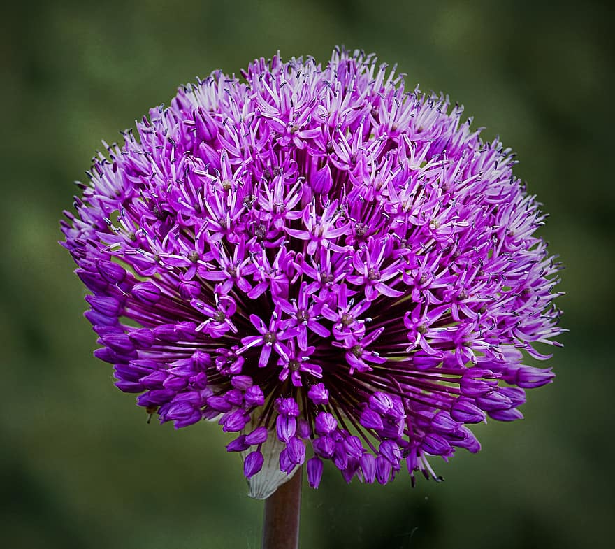 allium raksasa, bunga, menanam, bunga ungu, bulat, kelopak, berkembang, flora, alam, merapatkan, ungu