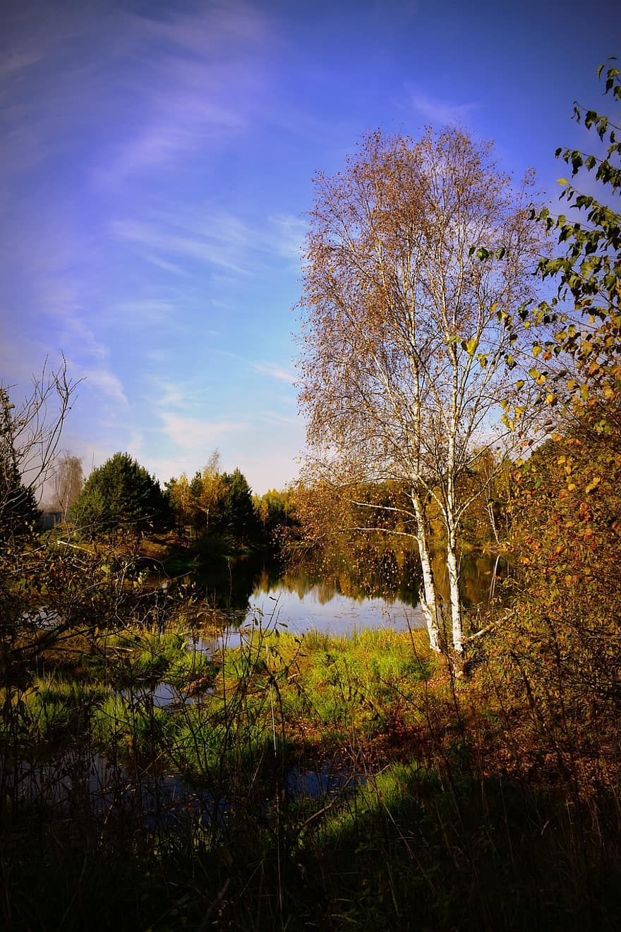 naturaleza, estanque, otoño, abedul, bosque, hierba