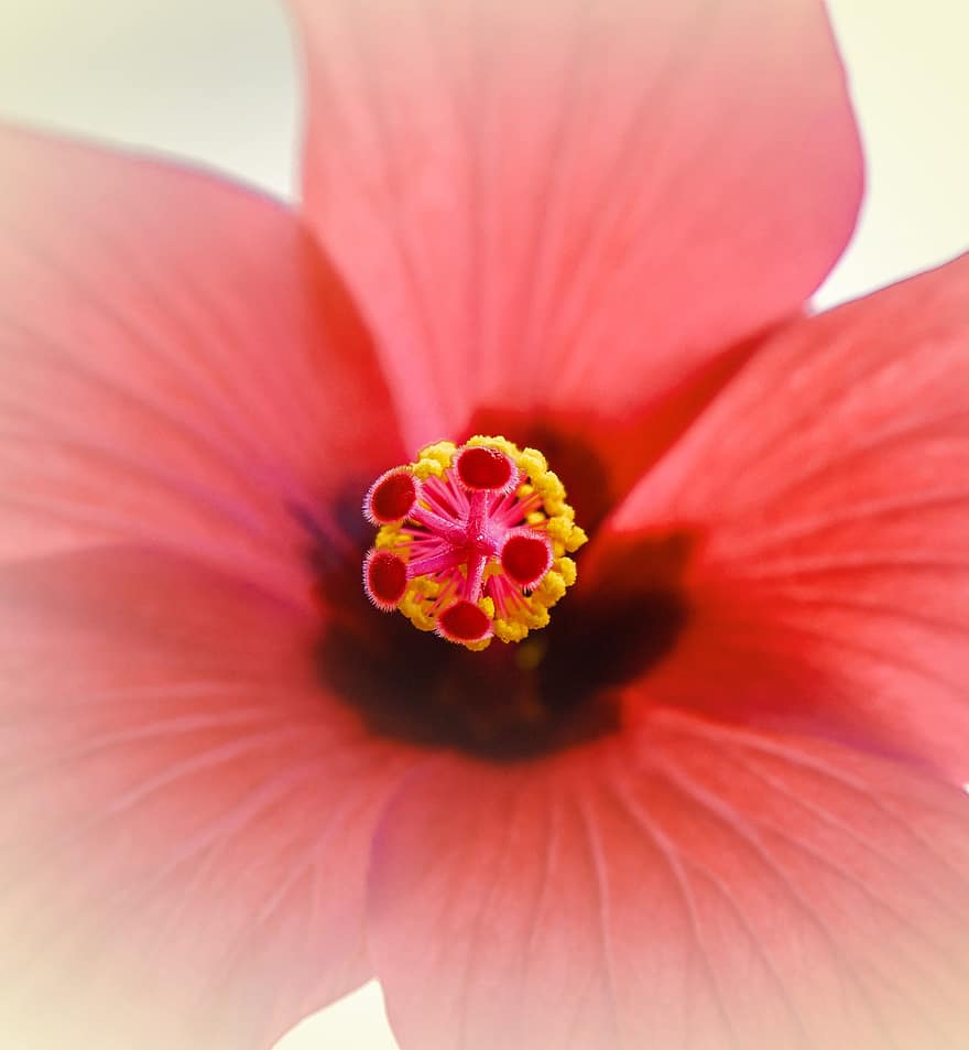 Begonia, Pink, Flower, Stamens, Pistils, Close Up, Flora, Nature, Petals, Pink Flower, Pink Petals