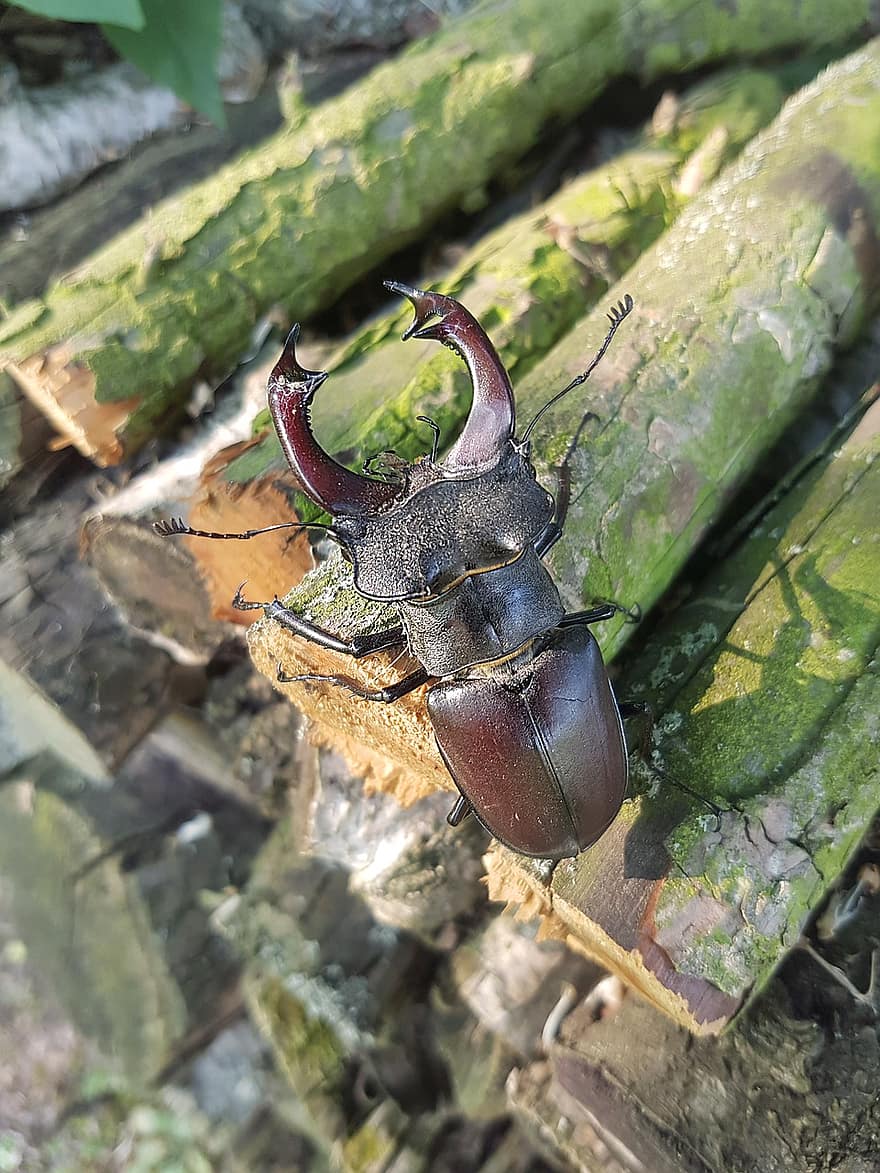 Stag Beetle, Lucanus Cervus, Insect, Beetle, Fauna, Animal, Nature, close-up, forest, horned, animals in the wild