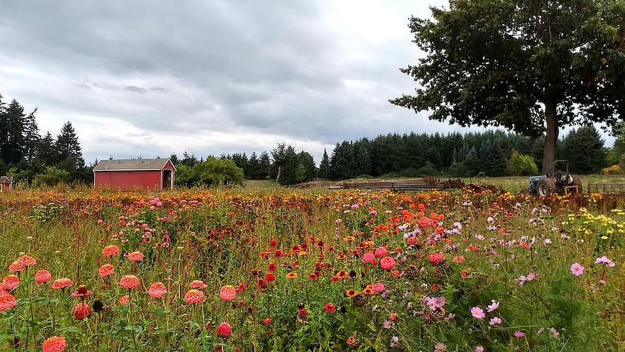 gebied van bloemen, weide, platteland, veld-, farm, bloemen, landelijk, Oregon, wilde bloemen, buitenshuis