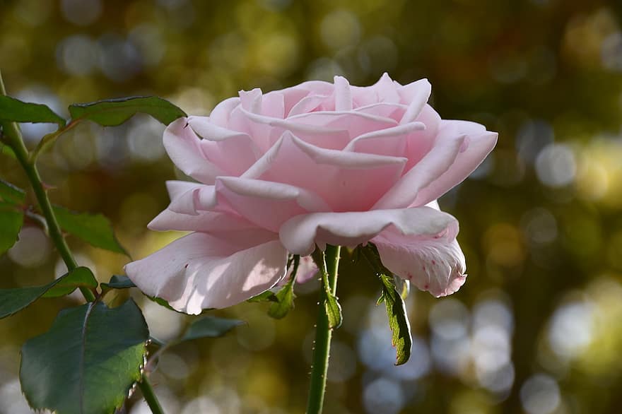 गुलाब का फूल, फूल, पौधा, गुलाबी गुलाब, गुलाबी फूल, पंखुड़ियों, फूल का खिलना, पत्ते, प्रकृति, bokeh