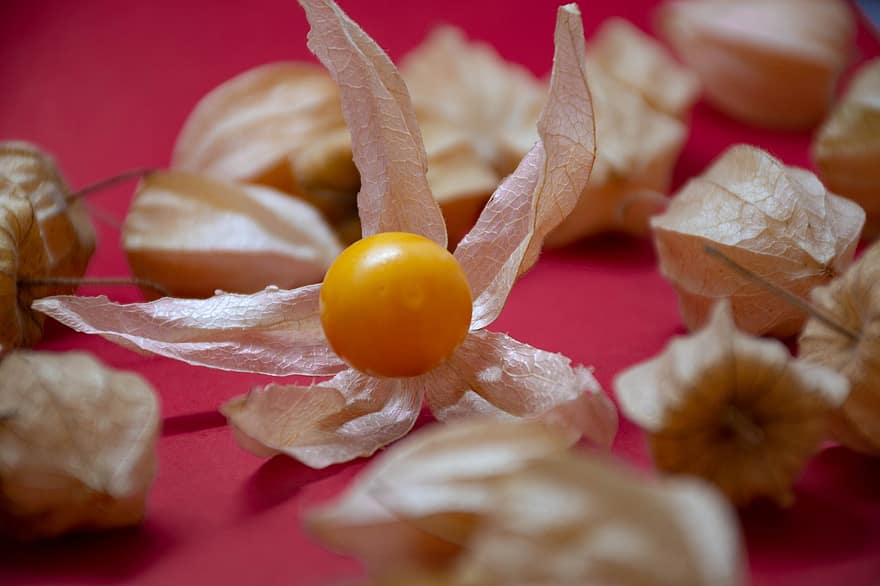 Cape Gooseberry, Fruit, Food, Berry, Healthy, Vitamins, Exotic, Decoration, Sweet, Plant