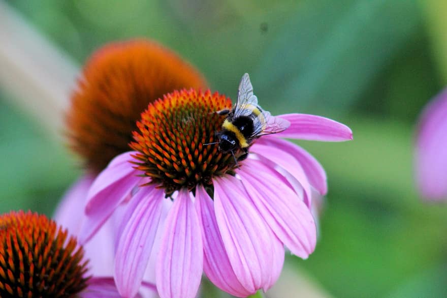 fleur, abeille, pollinisation, insecte, entomologie, échinacée, Floraison, macro, pétales