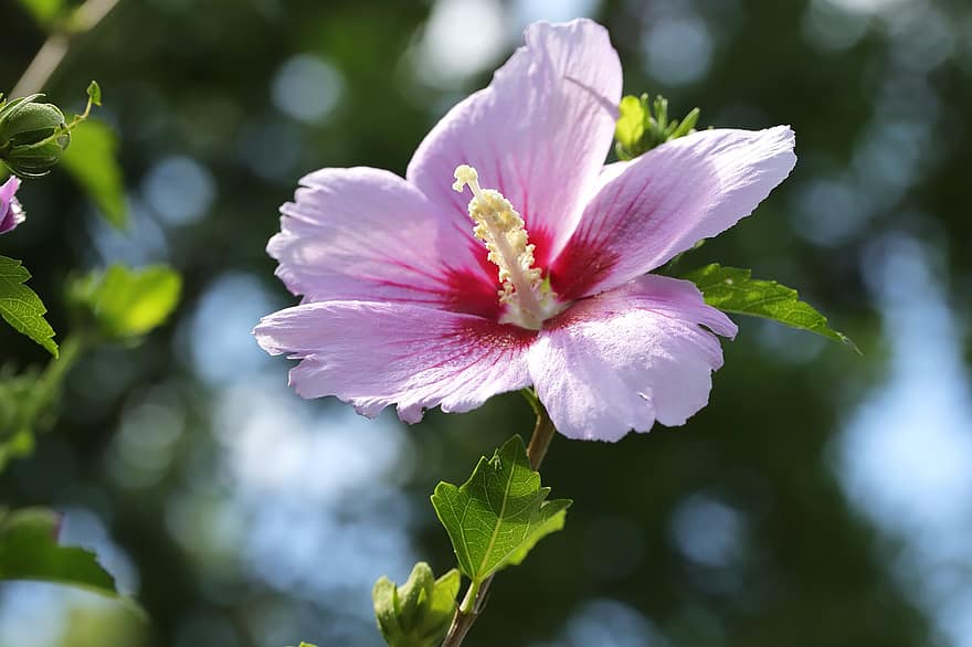 rose af sharon, Almindelig Hibiscus, lyserød blomst, have, tæt på, plante, blomst, blad, sommer, kronblad, blomsterhoved
