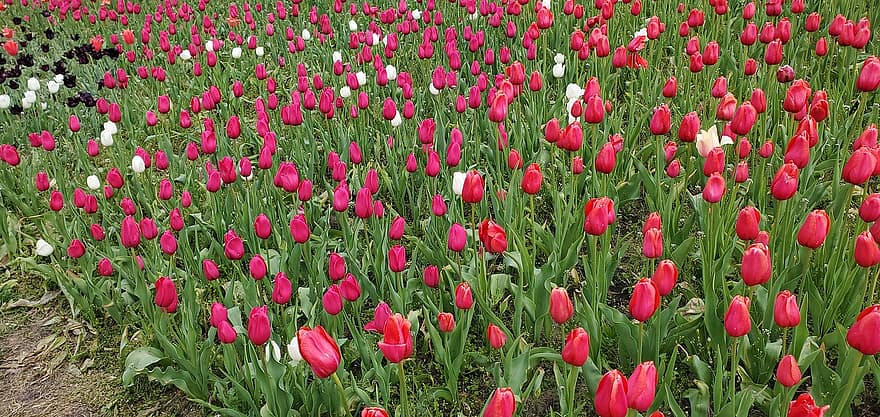 tulipány, květiny, pole, louka, Tulipán zahrada, Pole Tulup, květ, flóra, pěstování květin, zahradnictví, botanika