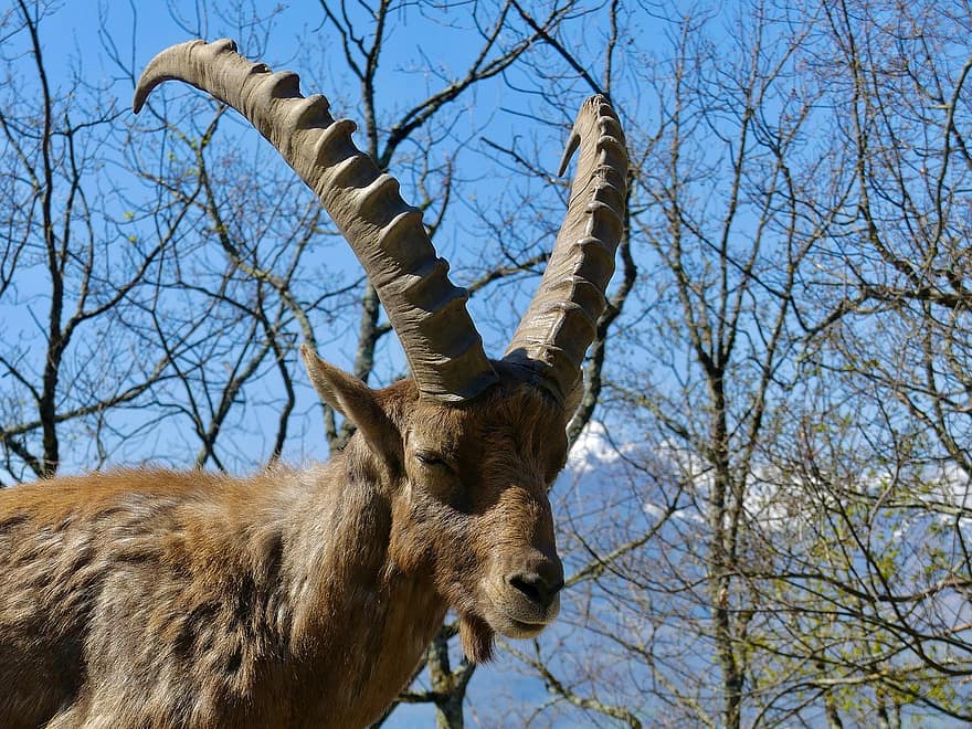 steinbukk, dyr, fauna, alpine ibex, vill geit, pattedyr, Steinbock, Geitestein, horn, natur