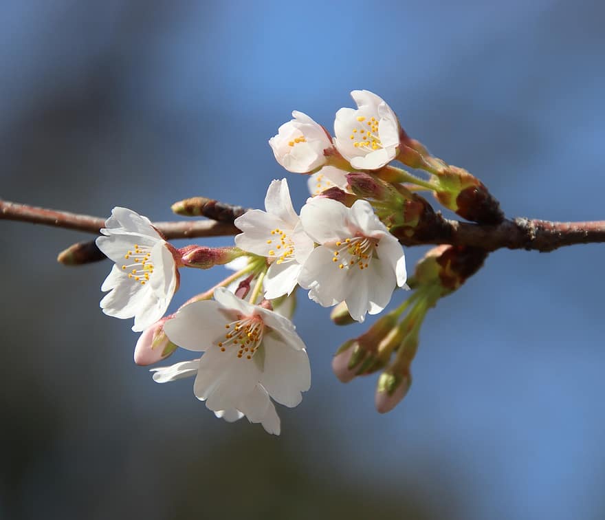 kersenbloesems, sakura, bloemen, flora, kersenboom, de lente, lente seizoen, detailopname, lente, bloem, tak
