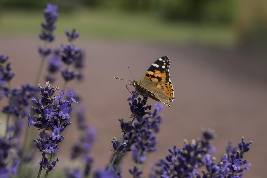 lavender, kupu-kupu, alam, Jeruk, bunga-bunga, berkembang, warna, mekar, pertumbuhan, musim panas
