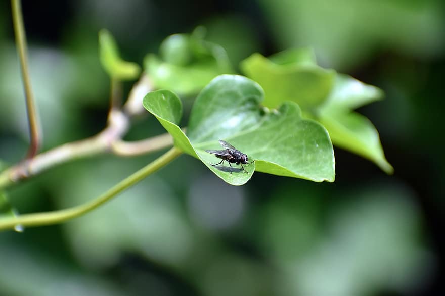 housefly, obișnuită, iederă, a zbura, natură, insectă, vară, grădină
