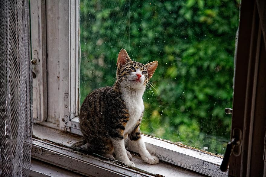 kissa, kissanpentu, ikkunalaudalla, lemmikki-, nuori kissa, eläin, kotimainen, kissan-, nisäkäs, söpö, istuva
