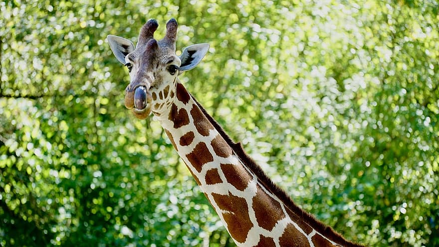 animal, girafa, mamífero, espécies, fauna, animais selvagens, língua, África, jardim zoológico, herbívoros, de pescoço comprido