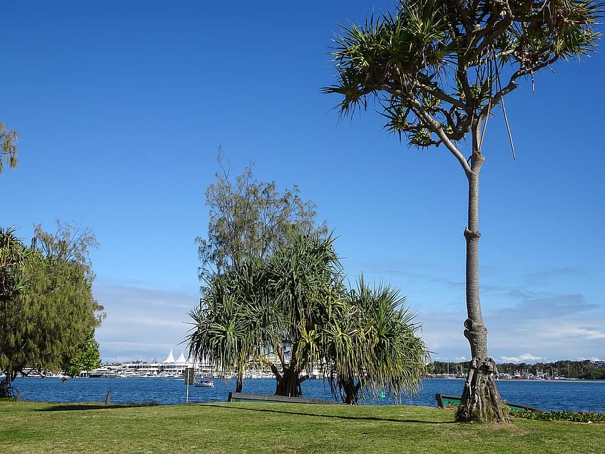 Côte d'or, Southport, Queensland, Australie, côte, Pixabay, mer, vue, des arbres