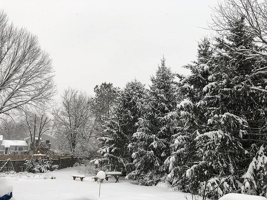 tuyết, gỗ, mùa đông, những cây thông, thường xanh