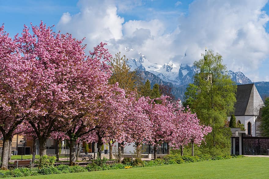 flores de cerejeira, arvores, parque, sakura, jardim, Cerejeiras, Primavera, panorama, montanhas, flores da árvore, flor