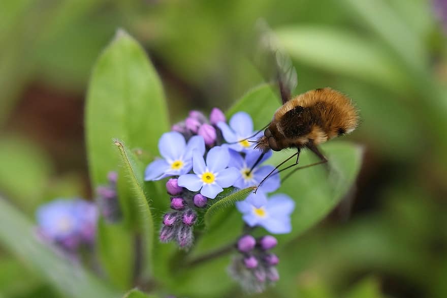 méh repül, rovar, virágok, természet, Wollschweber, beporzás, virágzik, virágzás, növény, közelkép, virág