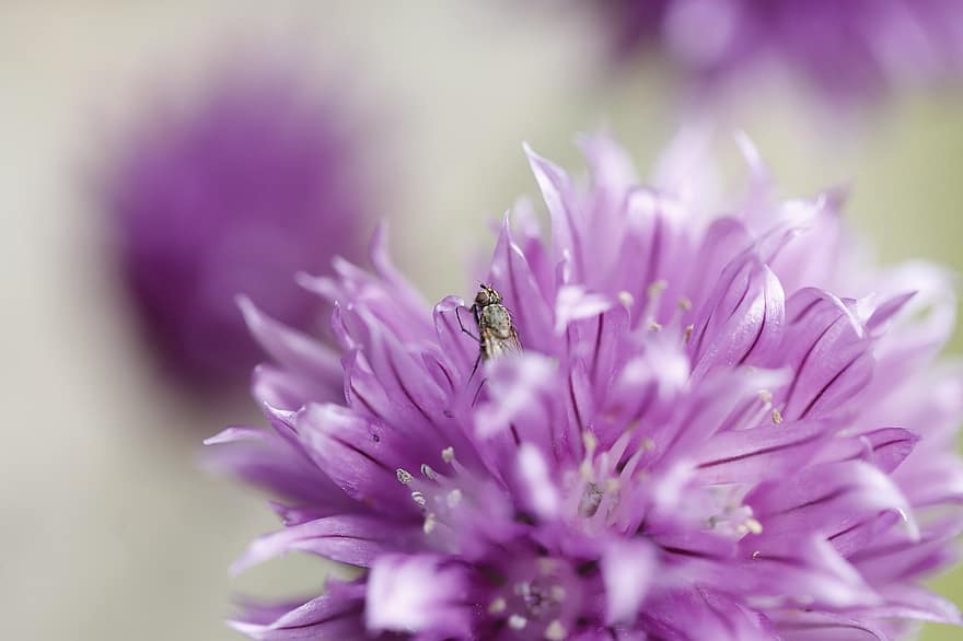 Chives, Flowers, Bug, Insect, Plant, Allium, Purple Flowers, Spring, Garden, Nature, Closeup