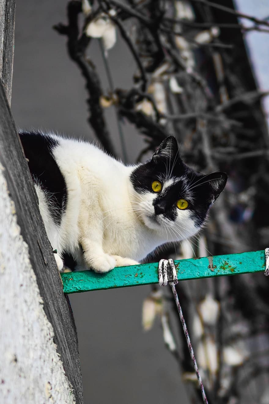котка, Котка сврака, бездомна котка, улична котка, домашна котка, котешки, бозайник, черно-бяла котка, двуцветна котка, жълти очи, животно