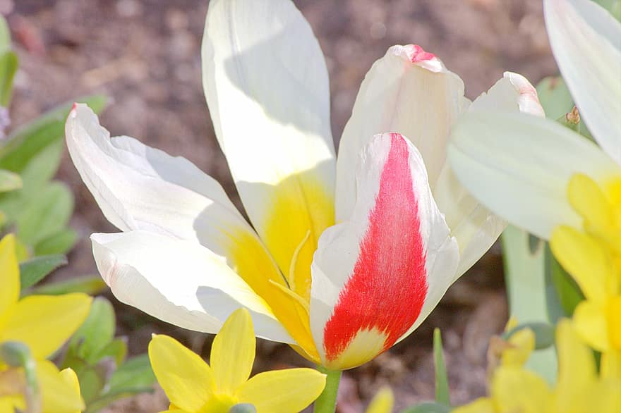 fiore, tulipano, primavera, natura, botanica, crescita, fioritura, fiorire, avvicinamento, estate, petalo