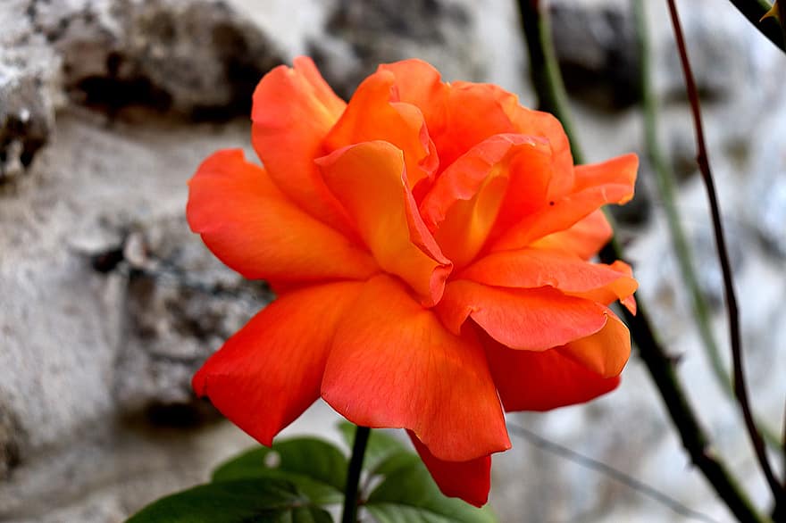 чайная роза, цветок, завод, оранжевый цветок, лепестки, цветение, сад, природа