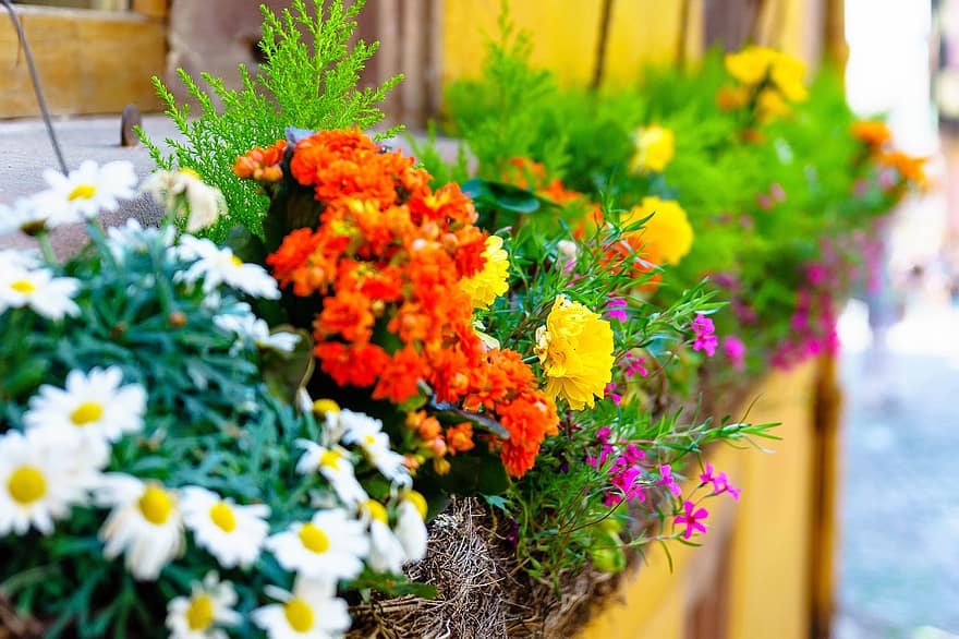 flores, jardim, vasos de plantas, Primavera, flor, plantas, varanda