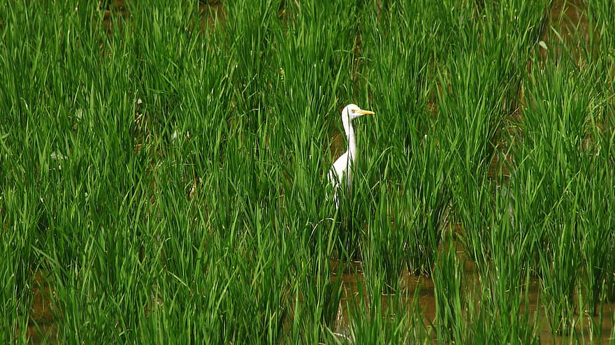 Egret, Bird, Paddy, Field, Farm, Crane, Animal, Nature, grass, beak, green color
