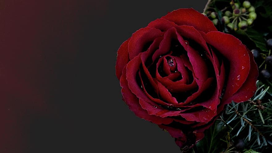 trauerkarte, χάρτης, σκούρο αυξήθηκε, τριαντάφυλλο, κόκκινο τριαντάφυλλο, πένθος, πόνος, μνήμη, εορτάζω την μνήμη, συλλυπητήρια, αποχαιρετισμός