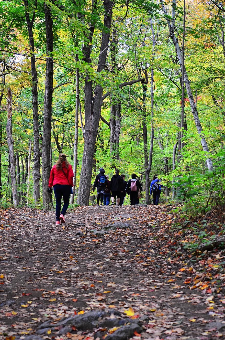 ліс, гай, caminando, ходьба, кемпінг, краєвид, дерево, арболи, осінь, чоловіки, лист