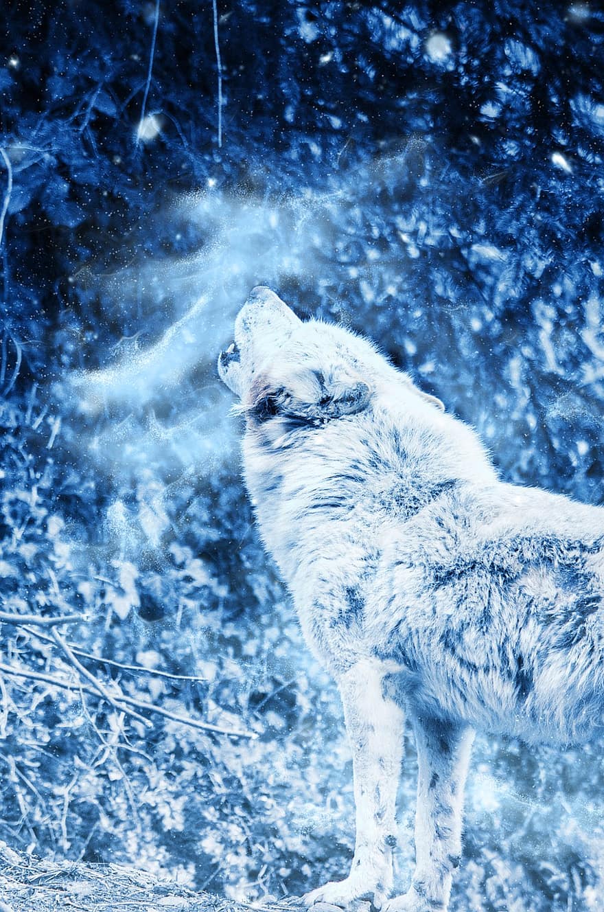 animal, Loup, hurler, neige, art, ancien, hiver, la nature, prédateur, décoratif, animaux bleus