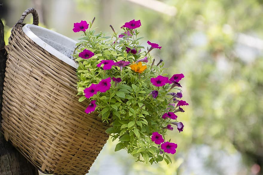 квітковий кошик, квітка, прикраса, сад, природи, на відкритому повітрі, весна, літо, флора, ботаніка, квітникарство