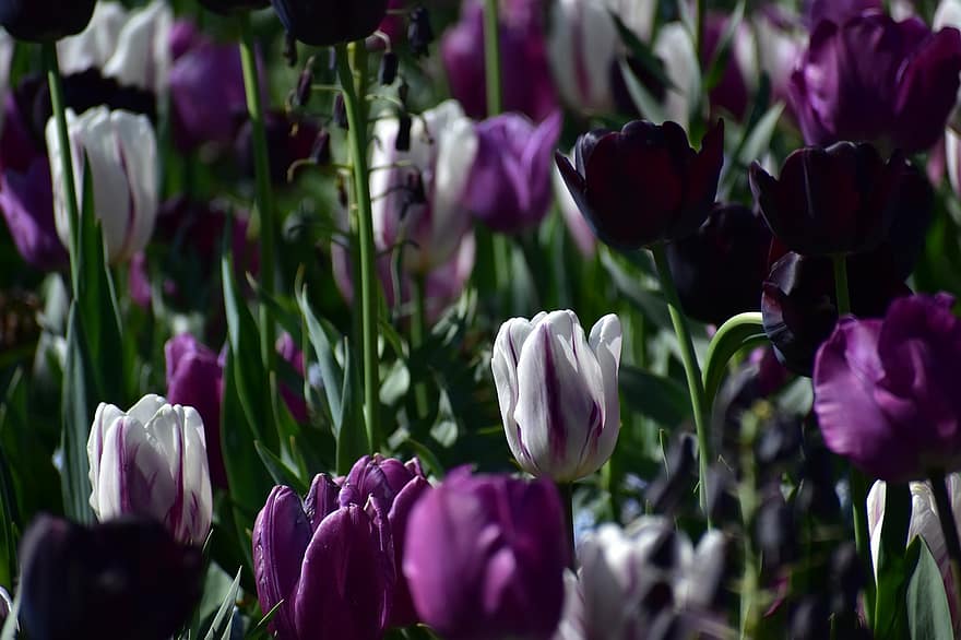 tulipaner, blomster, Mark, have, kronblade, flor, blomstre, flora, planter, tulipan, blomst
