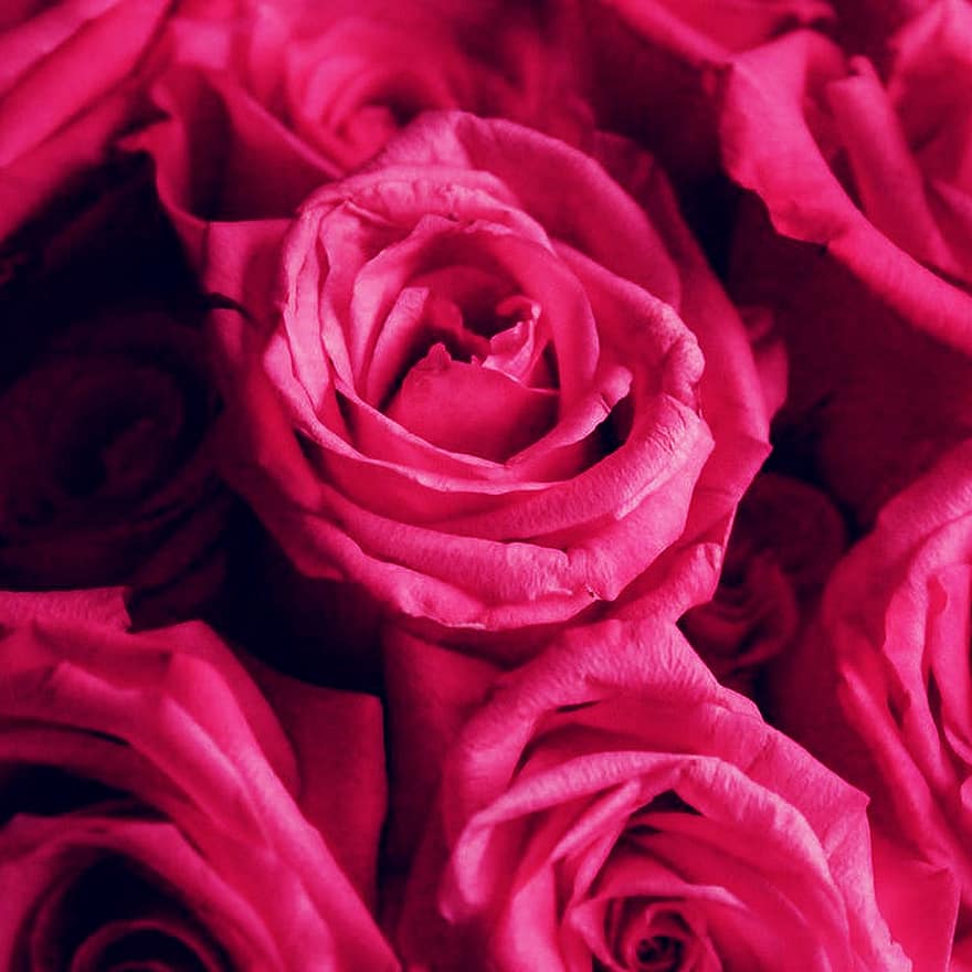rosa roser, lyserøde blomster, buket, roser, blomster, kronblad, tæt på, blomst, romantik, baggrunde, blad
