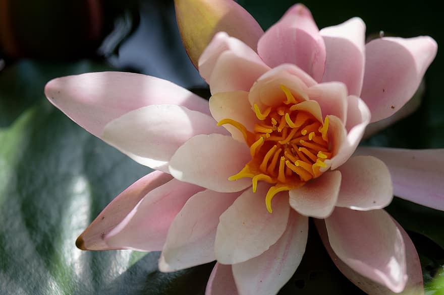 Water Lily, Flower, Plant, Pink Flower, Nymphaea, Petals, Bloom, Lily Pad, Aquatic Plant, Pond, Nature
