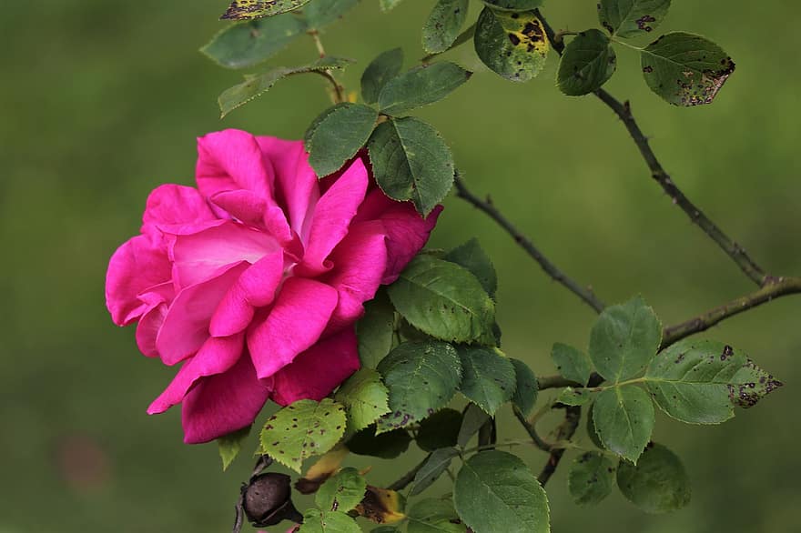 rose violette, fleur, épanouissement, printemps, plante, botanique, la nature