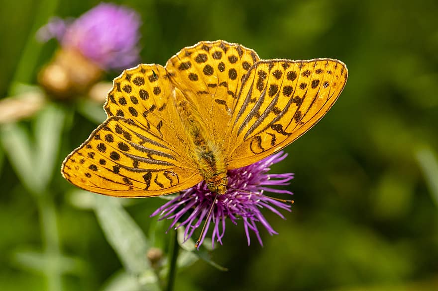 Pollination, Butterfly, Flower, Insect, Pollinator, Silver-washed Fritillary, Argynnis Paphia, Plant, Flowering Plant, Bloom, Blossom
