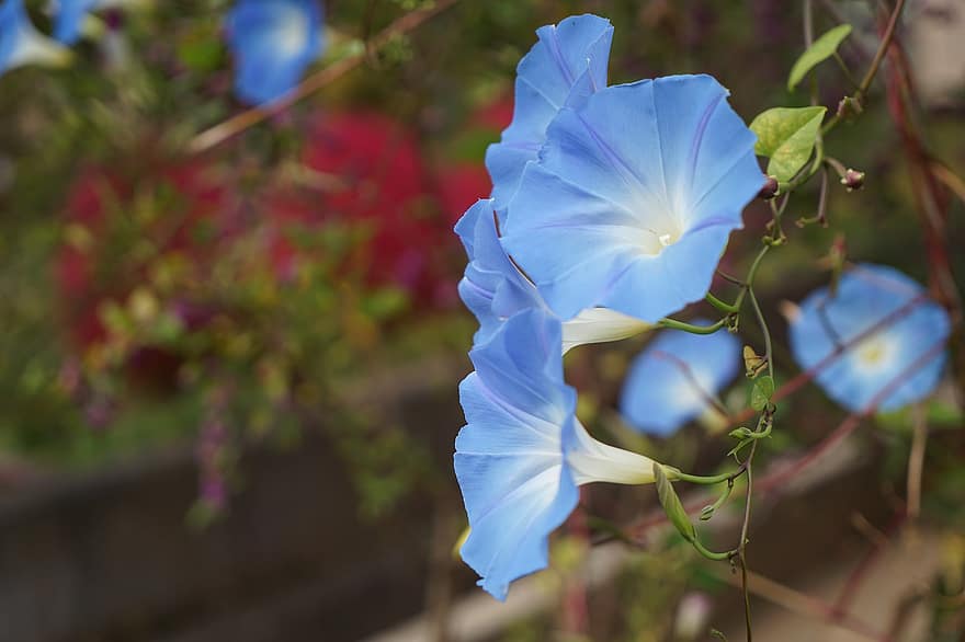 morgonstånd, blåa blommor, trädgård, natur