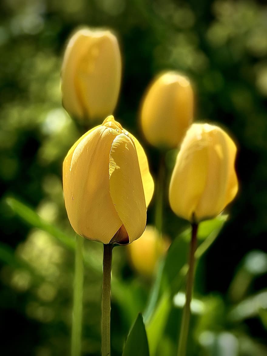 tulipaner, blomster, anlegg, pærer, gule tulipaner, petals, blomst, flora, vår, våren, natur
