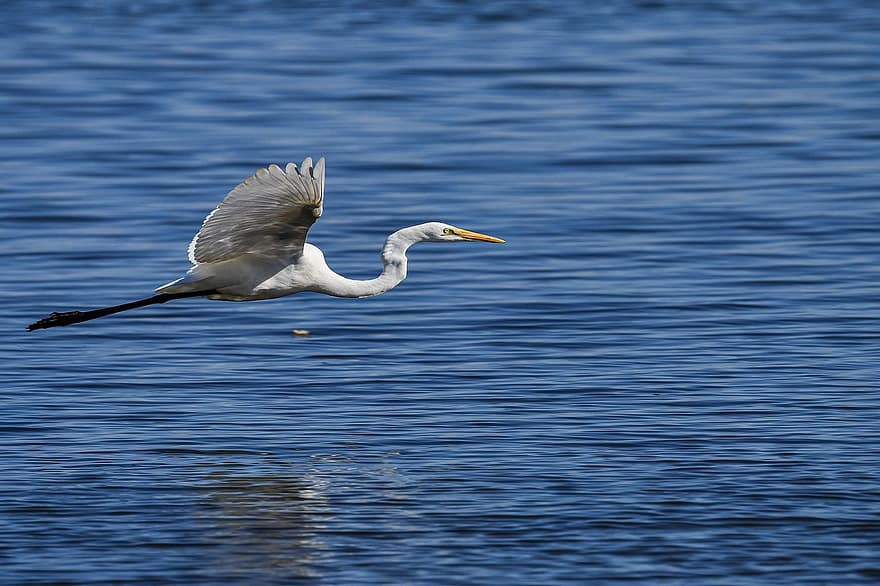 heron, egret, river, animals in the wild, blue, water, beak, feather, flying, pond, water bird