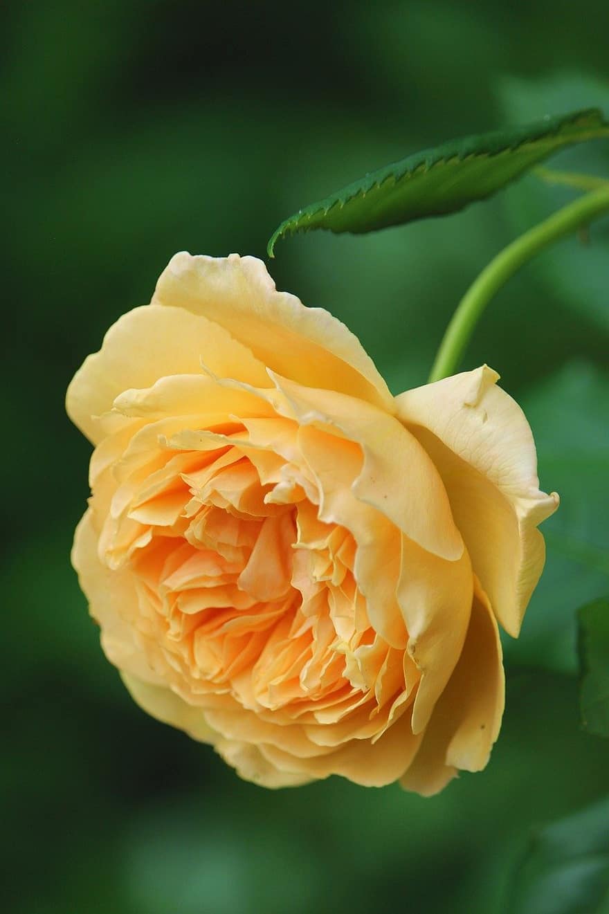 Rosa, flor, planta, Rosa amarilla, flor amarilla, pétalos, floración, jardín