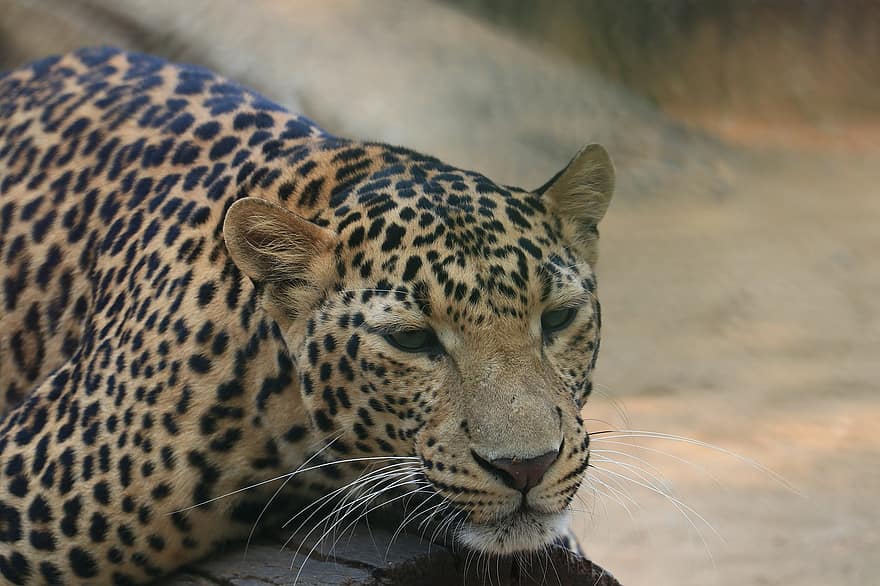 jaguar, dier, zoogdier, grote kat, wild dier, dieren in het wild, dierentuin, omsluiting, fauna, toproofdier, natuur