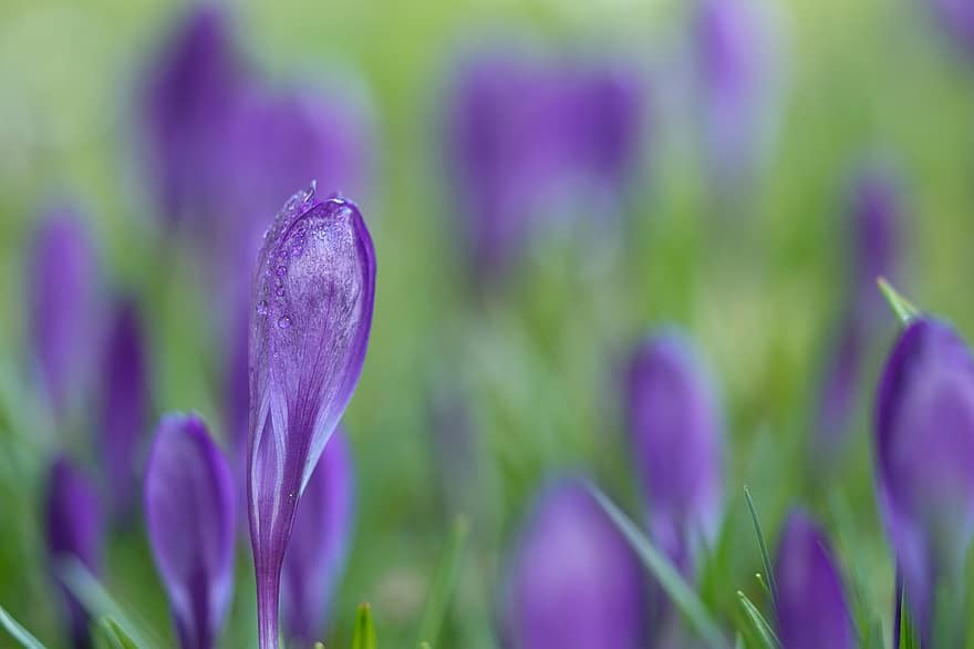 Purple Flowers, Purple Crocuses, Blooming Flowers, Crocuses, Flowerbuds, Spring Flowers, Meadow, Flowers, Blossoms, close-up, plant