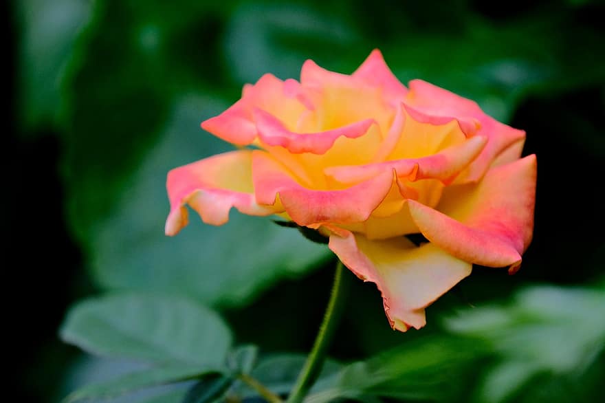 υβριδικό τριαντάφυλλο τσαγιού, τριαντάφυλλο, Ρόζα ειρήνη, λουλούδι, κήπος, χλωρίδα, γκρο πλαν, φύλλο, φυτό, πέταλο, κεφάλι λουλουδιών