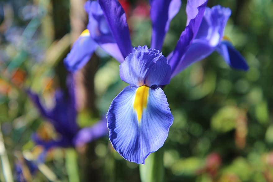 iris, fleur, plante, fleur bleue, pétales, Floraison, printemps, jardin, la nature