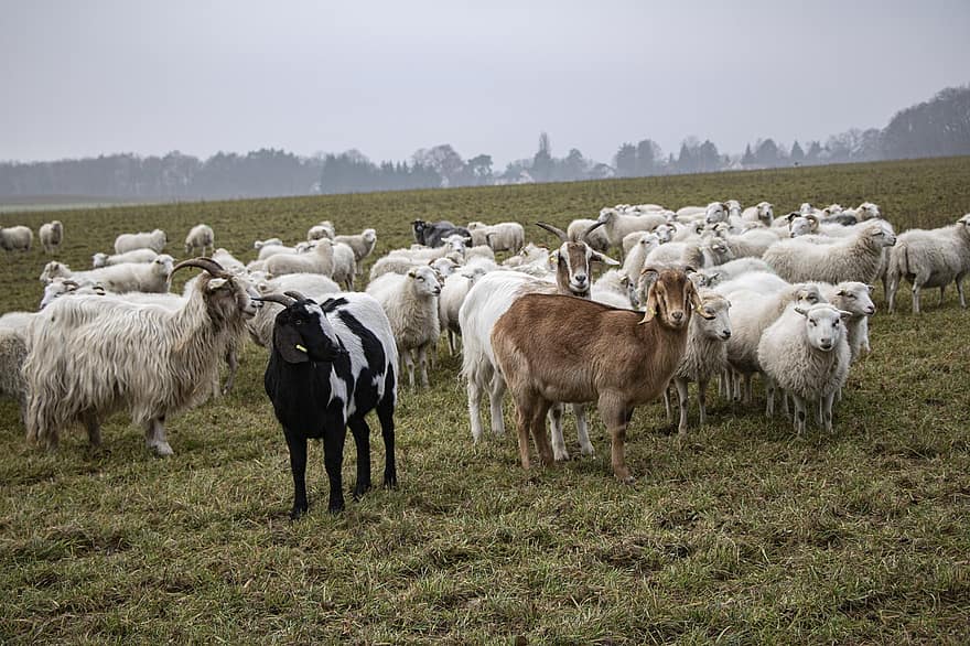 những con cừu, bầy đàn, động vật, sừng, động vật trang trại, cỏ, chăn nuôi, Vải, thế giới động vật, đồng cỏ, cánh đồng